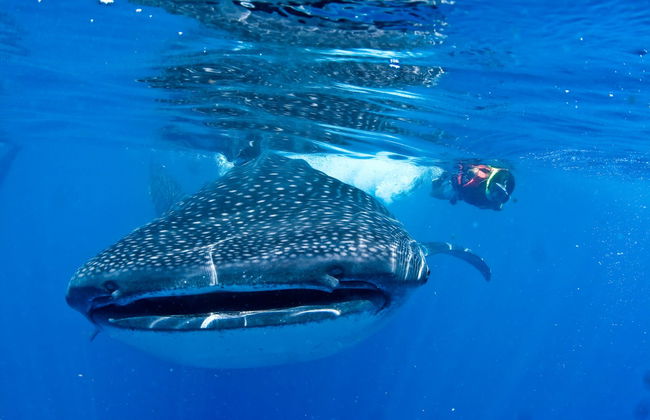 Nado con tiburones ballena - Foto 4