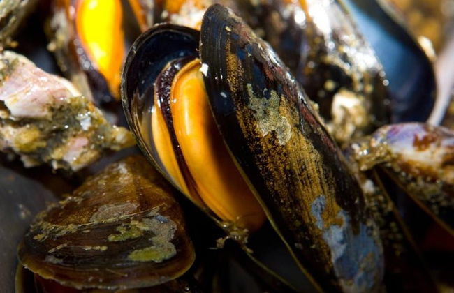 Giro in barca sulla ría + Degustazione di cozze - Foto 3