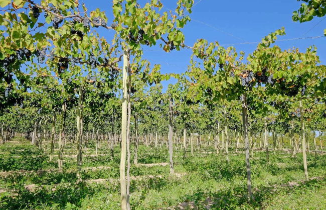 Tour de vinhedos e adegas por San Juan - Foto 3