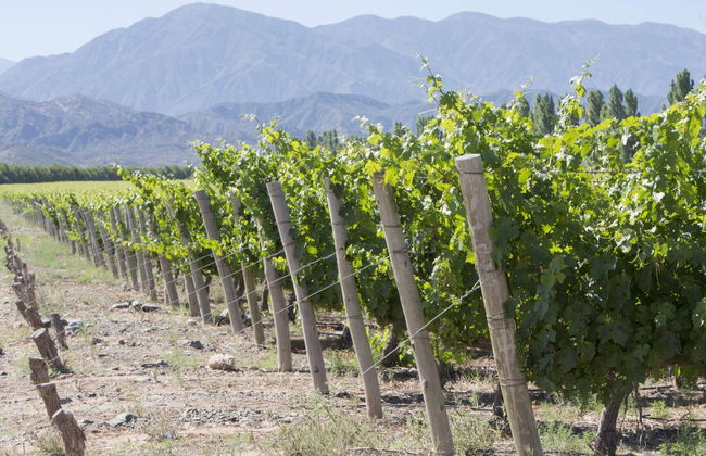 Tour de vinhedos e adegas por San Juan - Foto 1