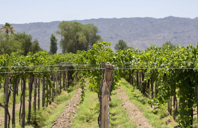 Tour de vinhedos e adegas por San Juan - Foto 2