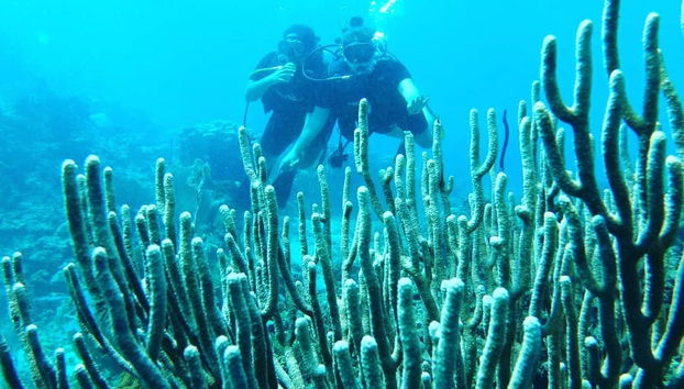 Corais da Isla Catalina