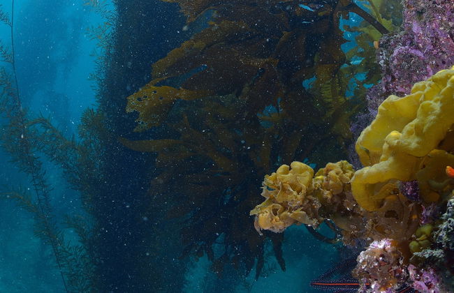 Catalina Island Diving Experience - Foto 8