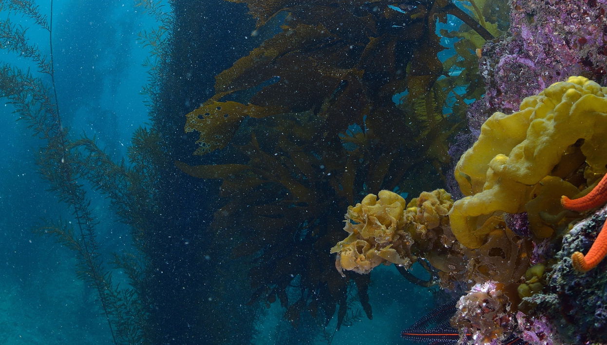Mergulho na Isla Catalina