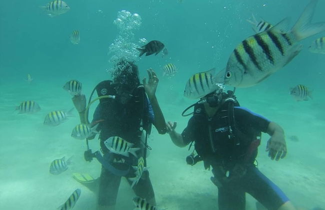 Catalina Island Diving Experience - Foto 2