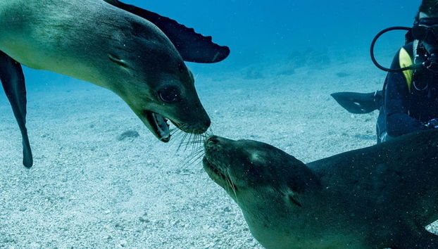 Buceo con lobos marinos en Punta Loma - Foto 4