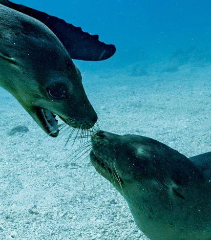 Foto de Buceo con lobos marinos en Punta Loma