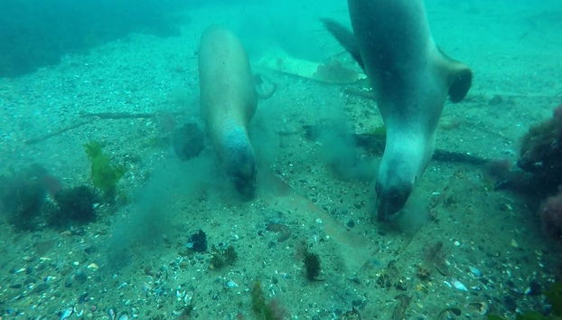 Buceo con lobos marinos en Punta Loma - Foto 3