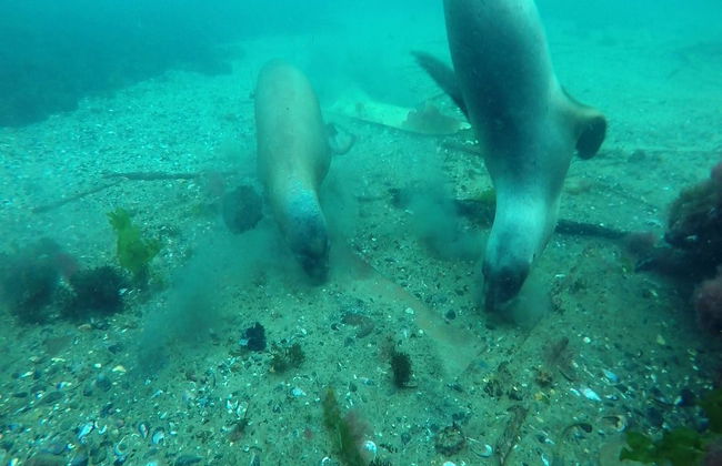 Plongée avec les otaries à Punta Loma - Photo 3