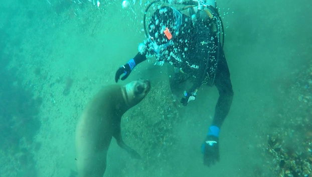 Buceo con lobos marinos en Punta Loma - Foto 2