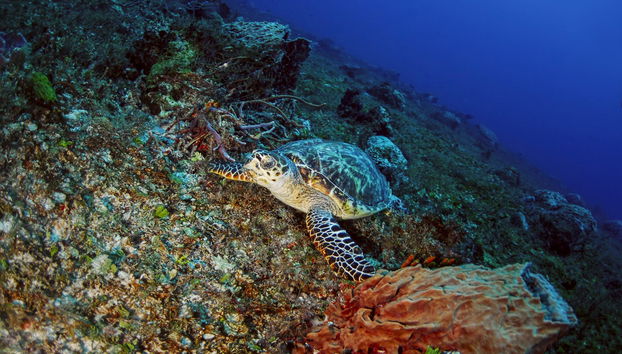 Immersione per principianti a Los Cabos - Foto 2