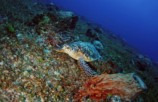 Immersione per principianti a Los Cabos - Foto 2