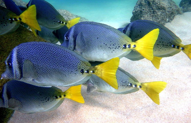 Beginners Scuba Diving - Photo 2