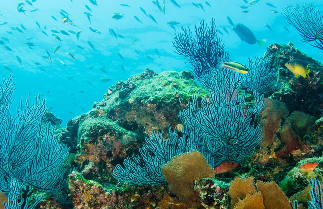 Beginners Scuba Diving - Photo 6