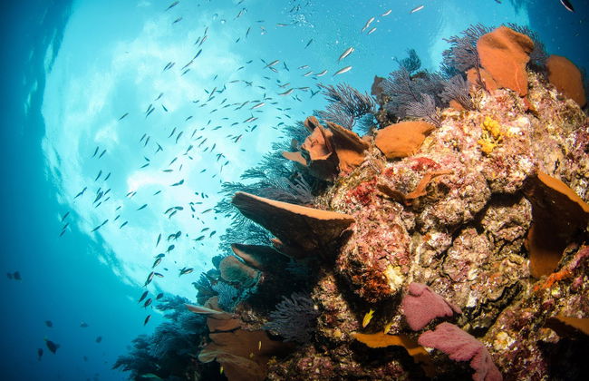 Immersione per principianti a Los Cabos - Foto 5