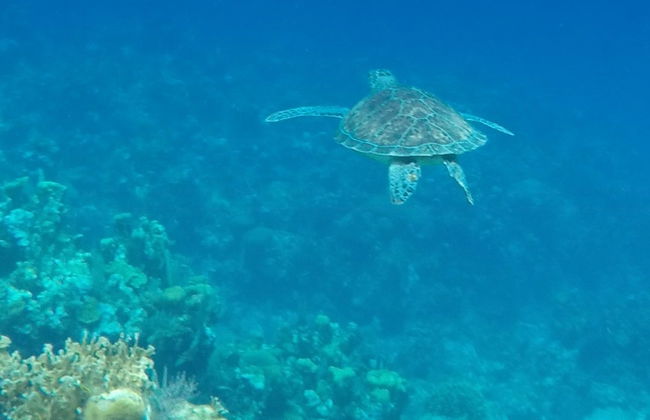 Beginners Scuba Diving - Photo 5
