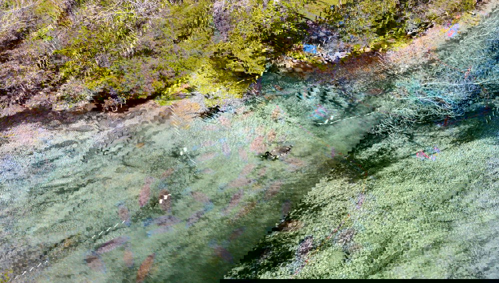 Nage avec des lamantins à Crystal River - Photo 1