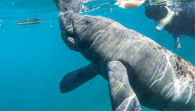 Nage avec des lamantins à Crystal River - Photo 5