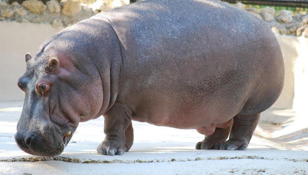 Nage avec des lamantins à Crystal River - Photo 4