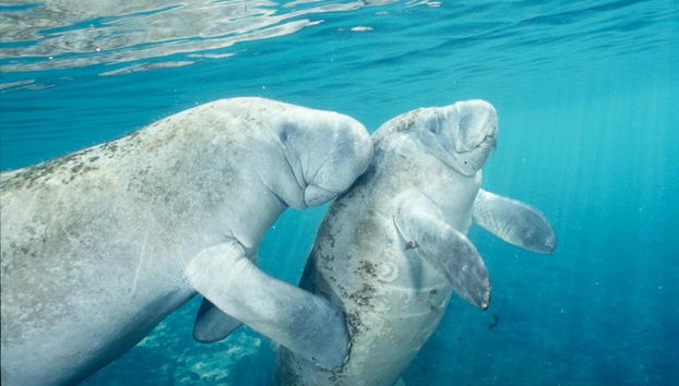 Nage avec des lamantins à Crystal River - Photo 2