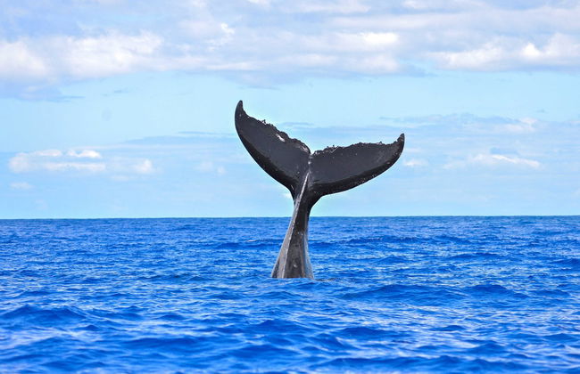 Avvistamento di balene a Puerto Vallarta - Foto 2