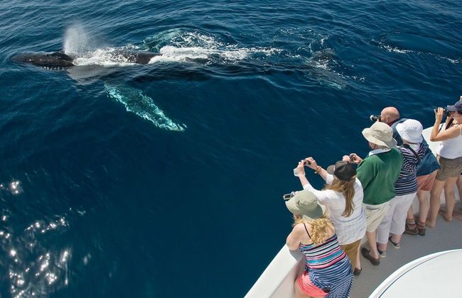 Avistamiento de ballenas en Puerto Vallarta - Foto 2