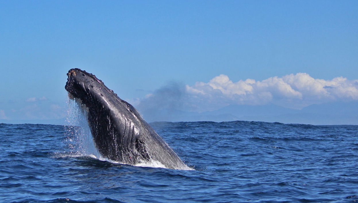 Avistamento de baleias em Puerto Vallarta - Foto 1