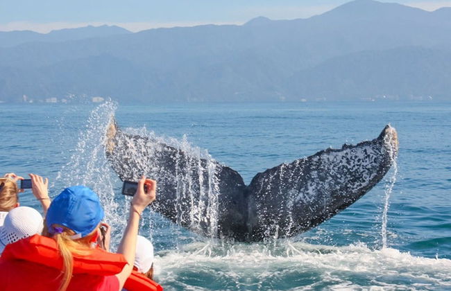 Avistamiento de ballenas en Puerto Vallarta - Foto 4