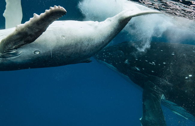 Avistamiento de ballenas en Puerto Vallarta - Foto 6