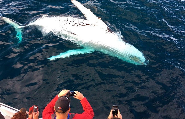 Avistamiento de ballenas en Puerto Vallarta - Foto 3