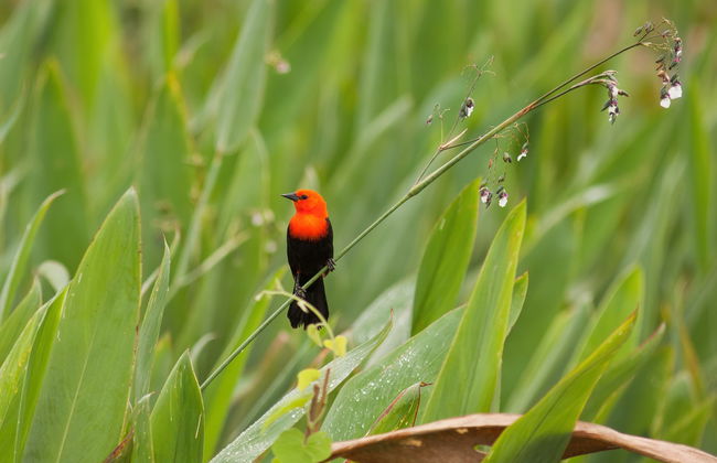 Avistamiento de aves desde Asunción - Foto 5