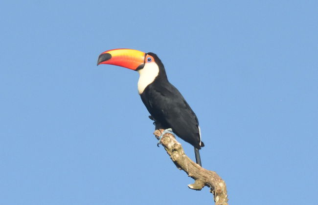 Avistamiento de aves desde Asunción - Foto 2