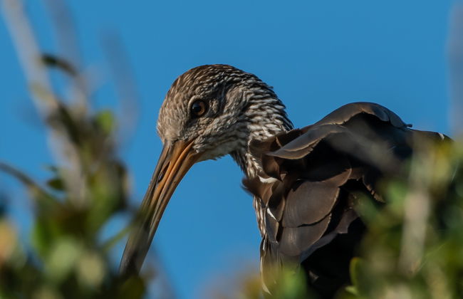 Avistamiento de aves desde Asunción - Foto 3