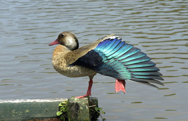 Avistamiento de aves desde Asunción - Foto 4