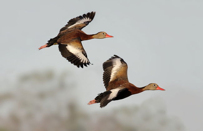 Avistamiento de aves desde Asunción - Foto 1