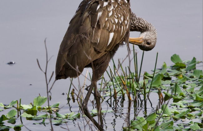 Avistamiento de aves desde Asunción - Foto 2