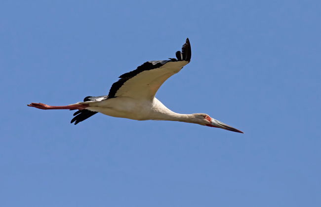 Avistamiento de aves desde Asunción - Foto 3