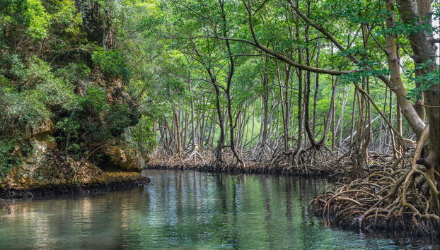 Los Haitises National Park Boat Ride + Altos de Caño Hondo Natural Pools - Foto 3