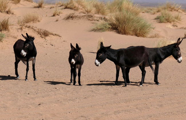 Desert Full-Day Trip - Photo 2