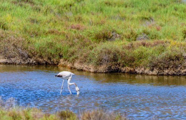 Excursion au Delta de l'Èbre + Balade en bateau - Photo 1