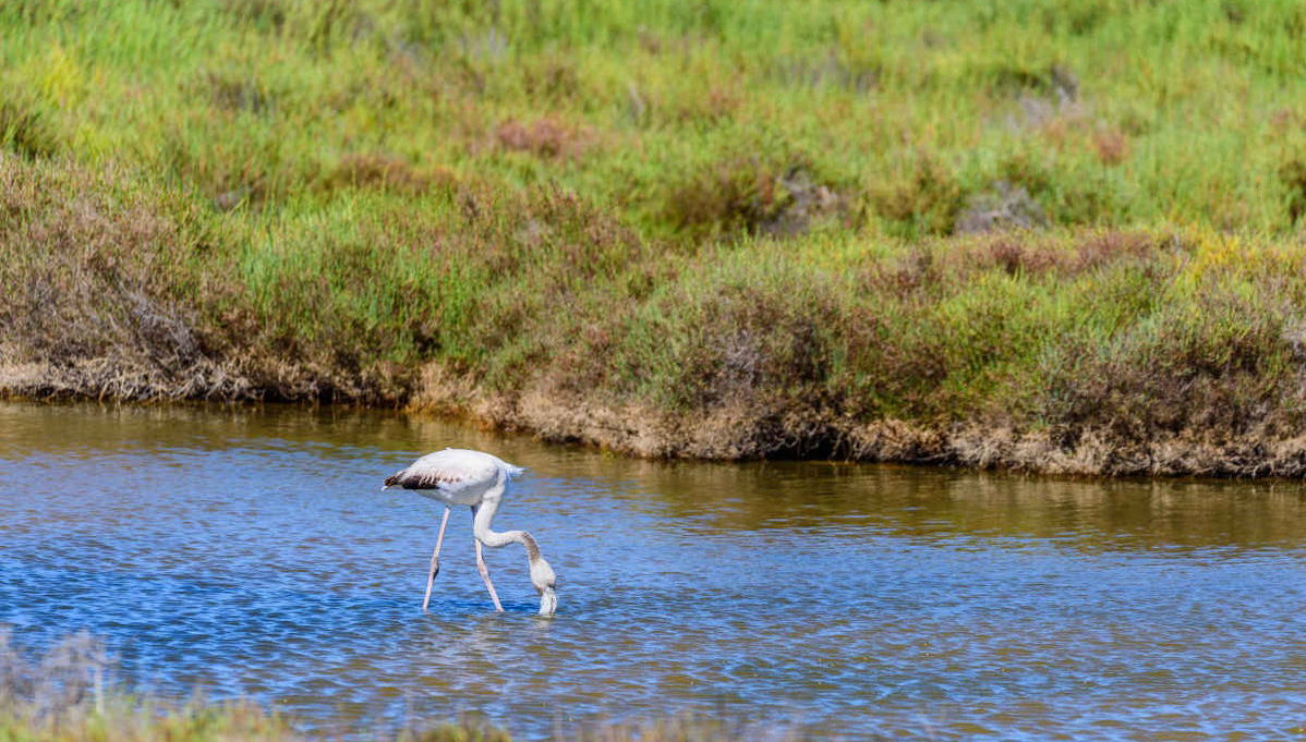 Delta del Ebro Day Trip & Boat Ride - Photo 1