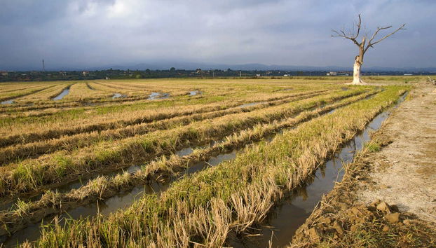 Delta del Ebro Day Trip & Boat Ride - Photo 2