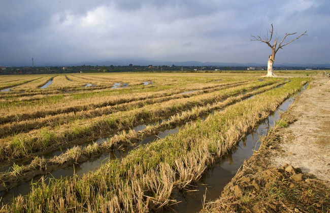 Excursion au Delta de l'Èbre + Balade en bateau - Photo 2