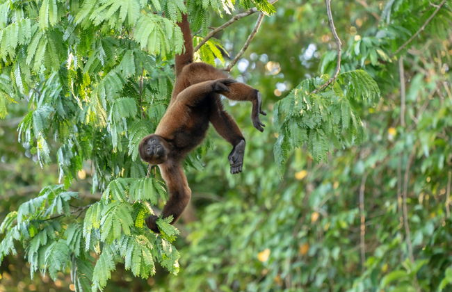 Pacaya Samiria Day Trip - Foto 7