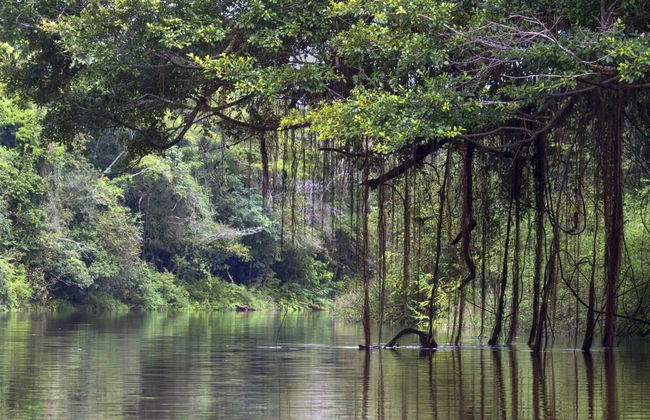 Pacaya Samiria Day Trip - Foto 1