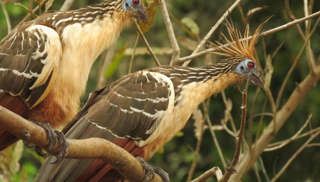 Pacaya Samiria Day Trip - Foto 2