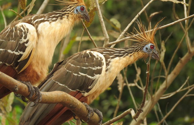 Pacaya Samiria Day Trip - Foto 2