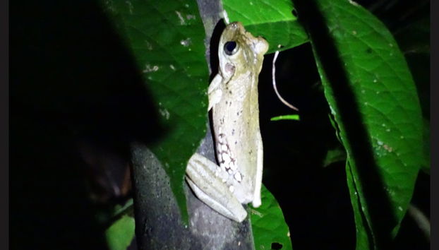 Pacaya Samiria Day Trip - Foto 5