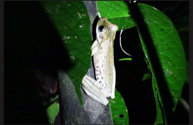 Pacaya Samiria Day Trip - Foto 5