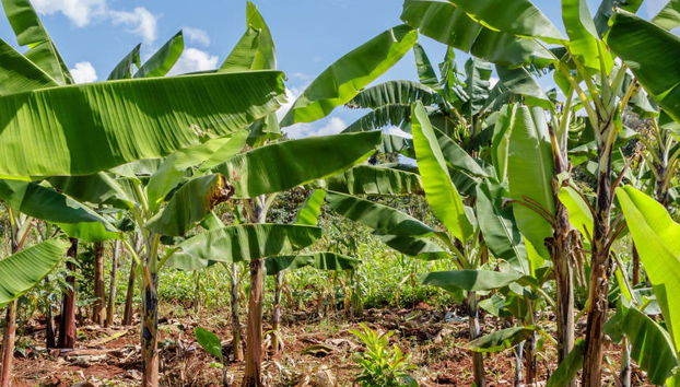 Marangu Day Trip - Photo 5